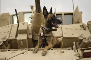 War Dogs: History's Heroes